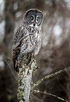 Great-Gray-Owl-JB815