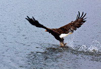 Eagle with fish JB1634