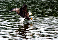 Eagle with fish JB1614