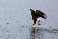 Eagle with fish JB1635
