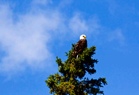Eagle in tree JB1638