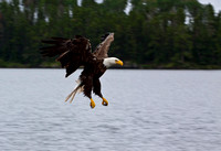 Eagle diving JB1615