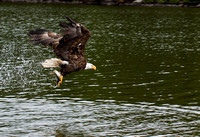 Eagle with fish JB1614