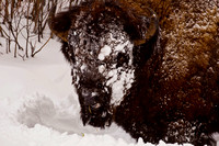 Bison-,snow-on-the-face-JB1903