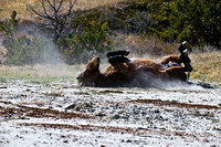 Wild-Horse-rolling-in-dirt-JB9046