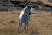 Wild-Horse-JB9037
