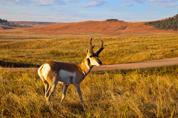 Prong-Horn-at-sunrise-in-Custer-State-Park-JB4089