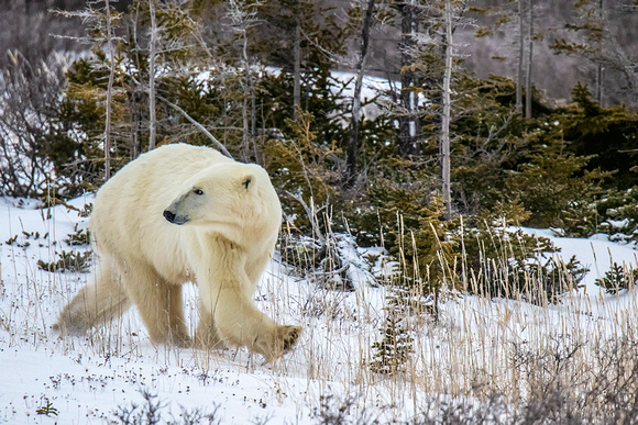 Polar-Bear-JB103