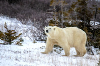 Polar-Bear-JB102