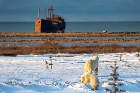 Polar-bear-with-cub-JB106