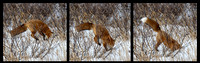 Fox-Hunting-JB115