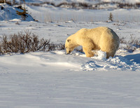 Polar-Bear-JB205