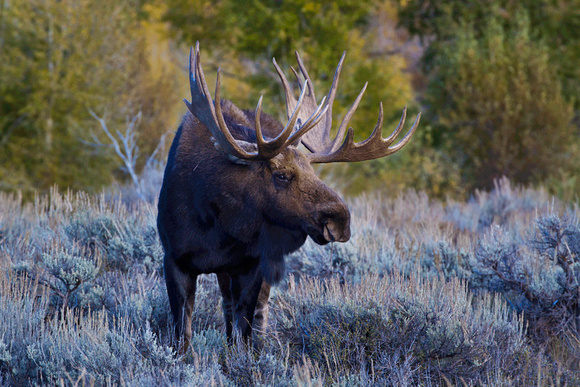 Bull-Moose-JB1852