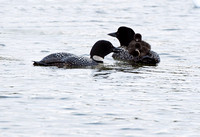 Loons with babies JB1610