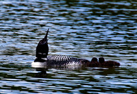 Loon singing with babies JB1641