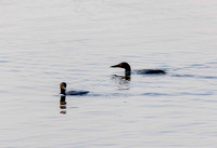 Loons in front of home JB214
