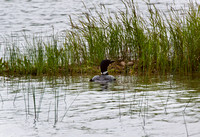 Loon going to nest JB1618