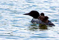 Loons with Babies JB1621