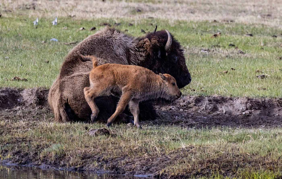 Bison baby with Mom JB322