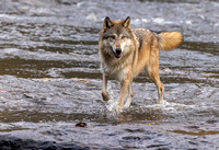Wolf on the river JB710