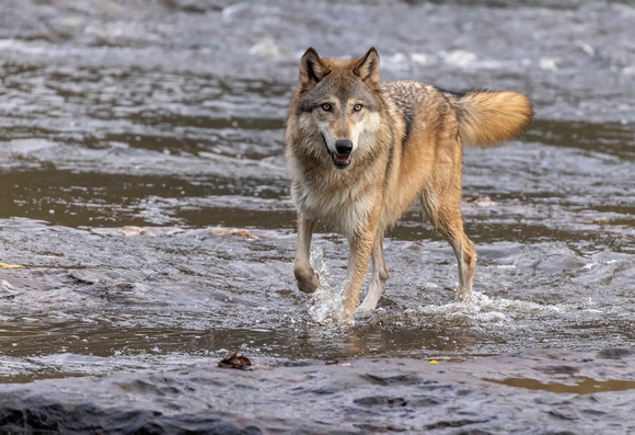 Wolf on the river JB710