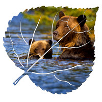 Grizzly-with-Cub-on-Aspen