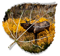 Elk-on--Aspen