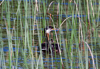 Red-Neck-Grebe with Baby JB1631