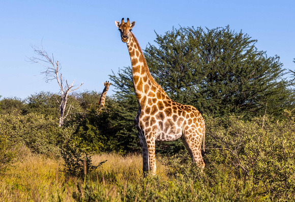 Giraffe in the Kalahari, Botswana JB500