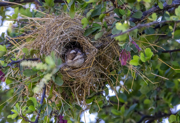 White-Browed Sparrow Weaver in Nest JB511