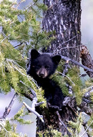 Black Bear Coy in tree JB847