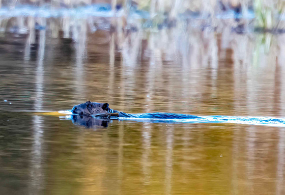 Beaver with lunch JB225