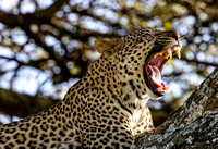 Leopard JB229