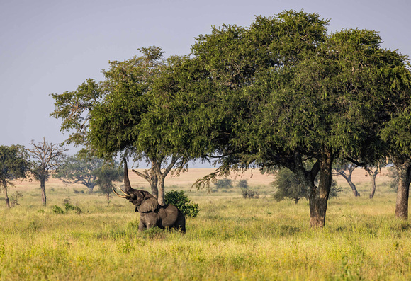 Elephants in Tanzania JB210