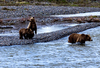 Grizzly Family at Soda Buute JB108