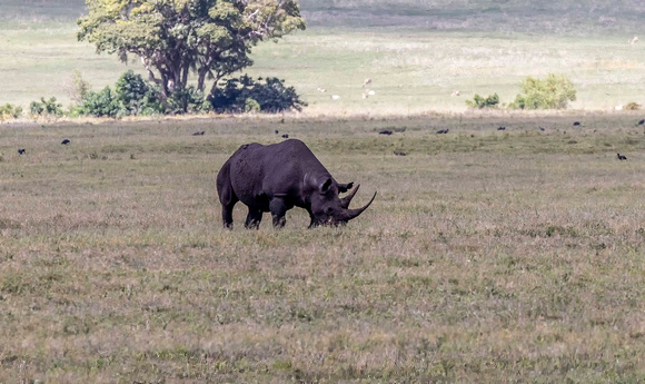 Black Rhino JB305