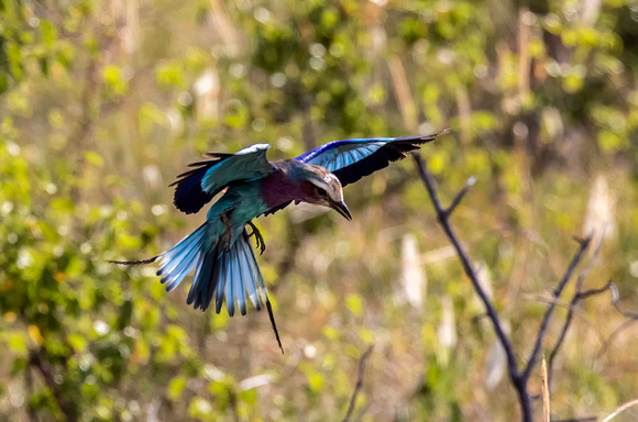 Lilac Breasted Roller JB712