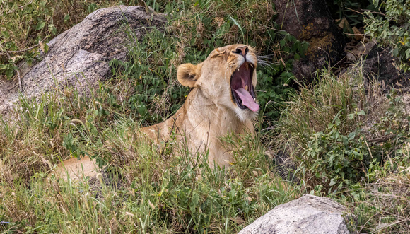 Lion in Serengeti JB303