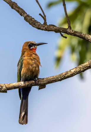 Red Throated Bee Eater JB727