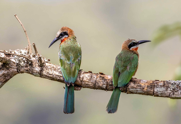 Red Throated Bee Eater JB728
