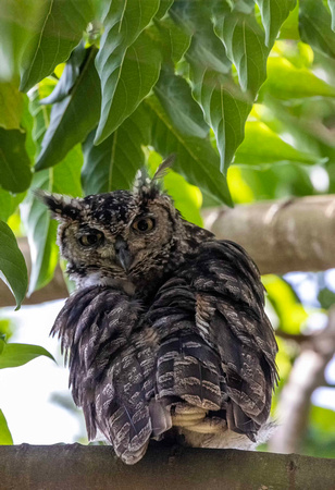 Spotted Eagle Owl JB714