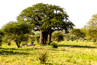 Baobab Tree with Zebras JB817