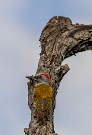 Cardinal Woodpecker JB845