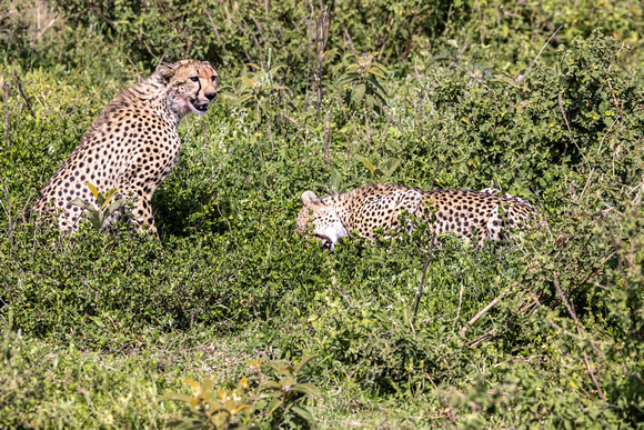 Cheetah with kill JB936