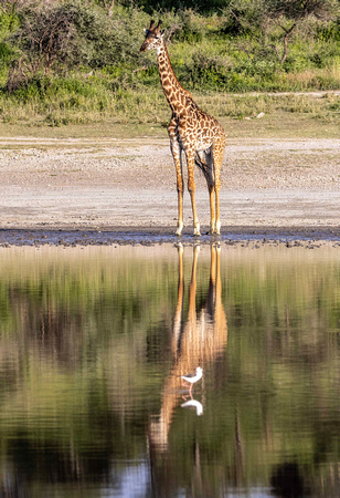 Giraffe at water JB911