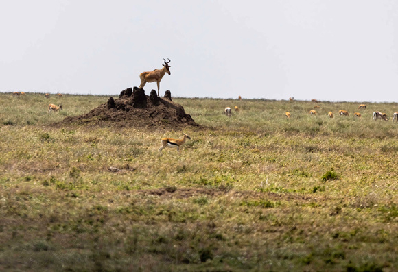Hartebeest on the lookout JB938