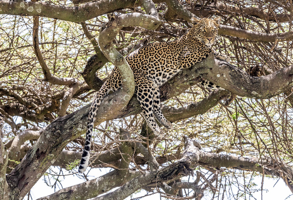Leopard in tree JB809