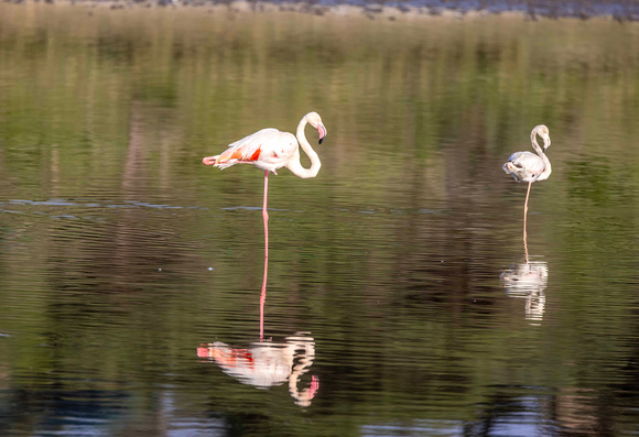 Lesser and Greater Flamingo JB844