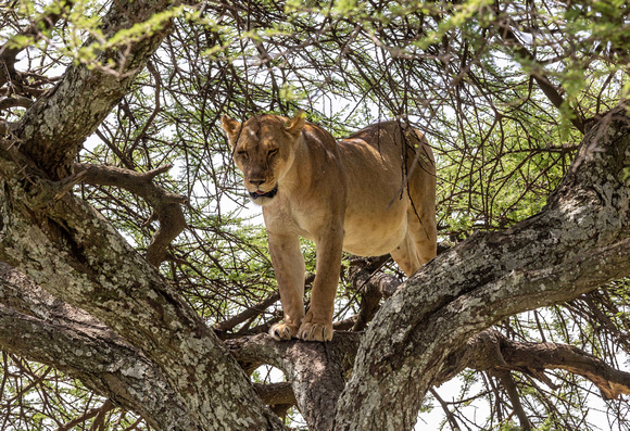 Lion in Tree JB949