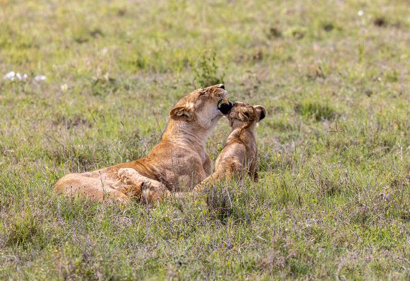 Lion mom with Cub JB915